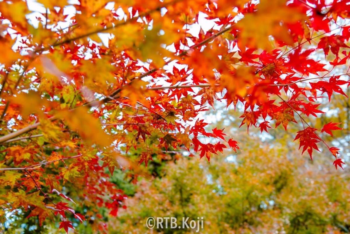 Earls Court - Spacious & Relaxing Just 4 Blocks To Peace Park Hiroshima Esterno foto